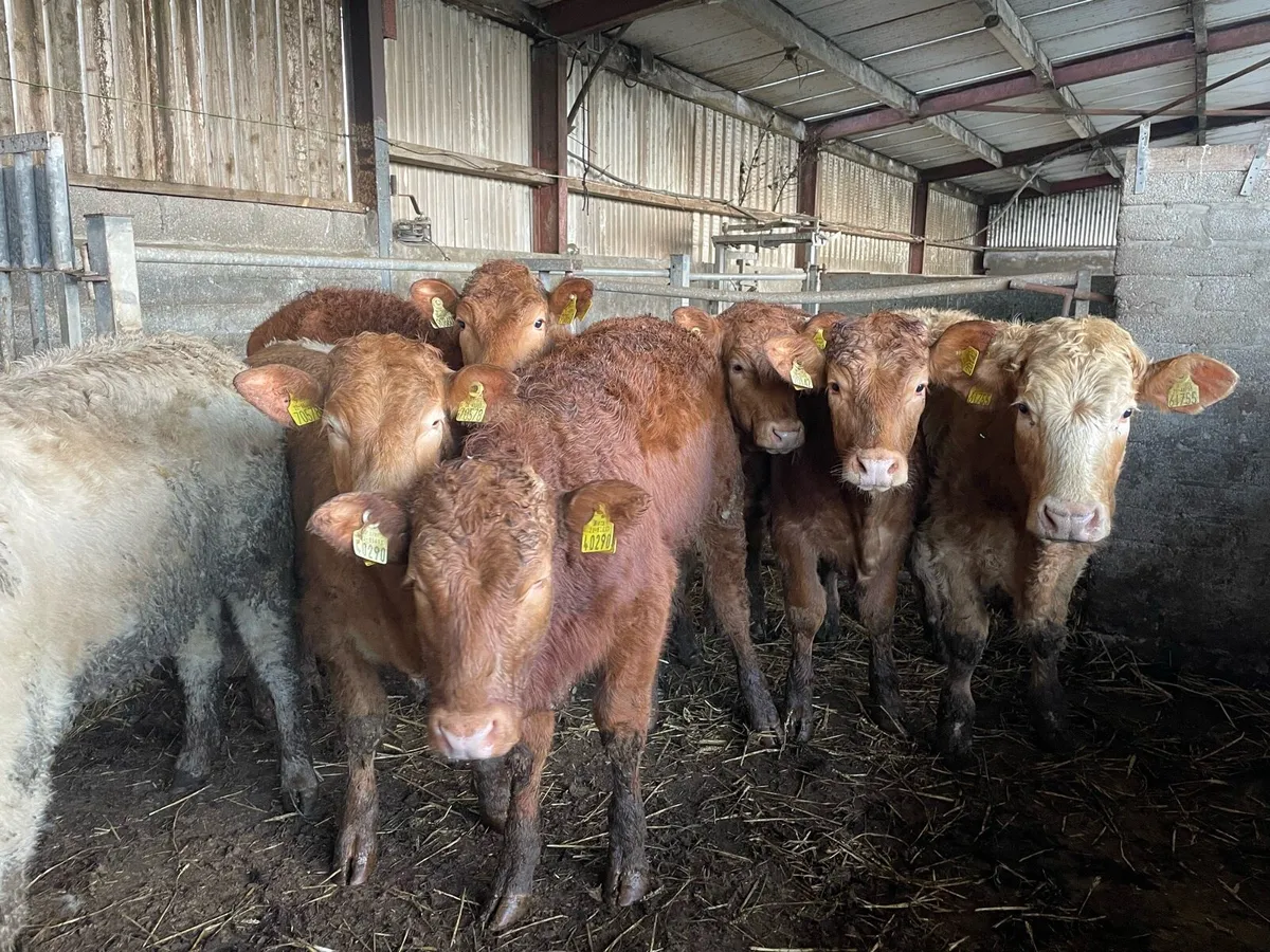 Grass Heifers - Image 2