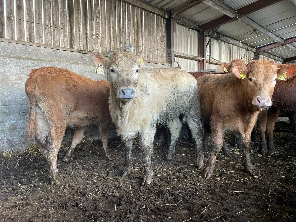 Grass Heifers - Image 3