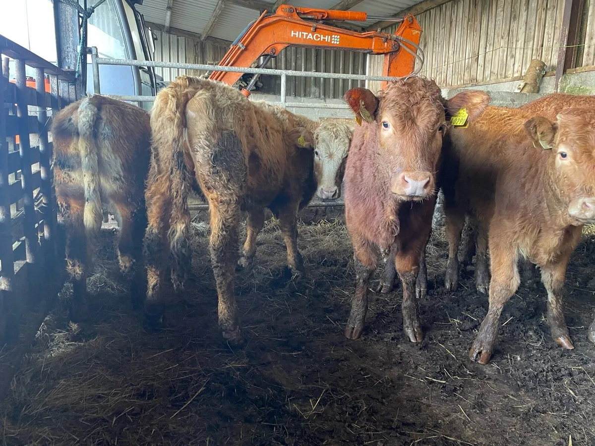 Grass Heifers - Image 4