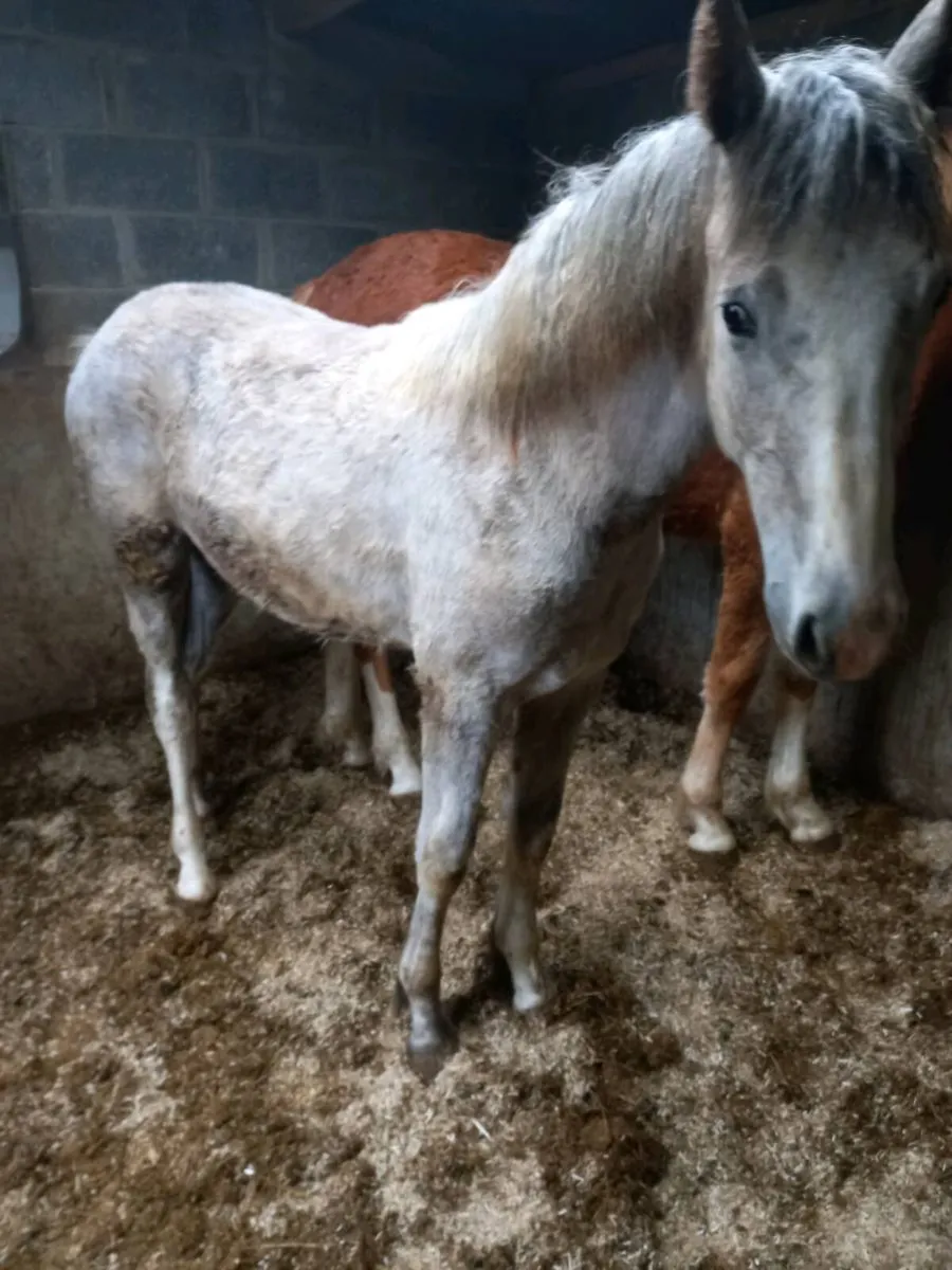 Irish draught fillys - Image 3