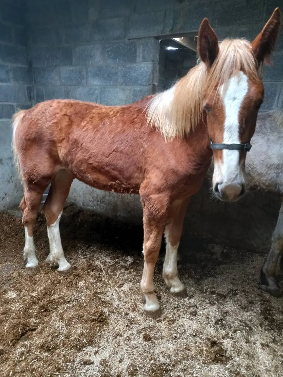 Irish draught fillys - Image 1