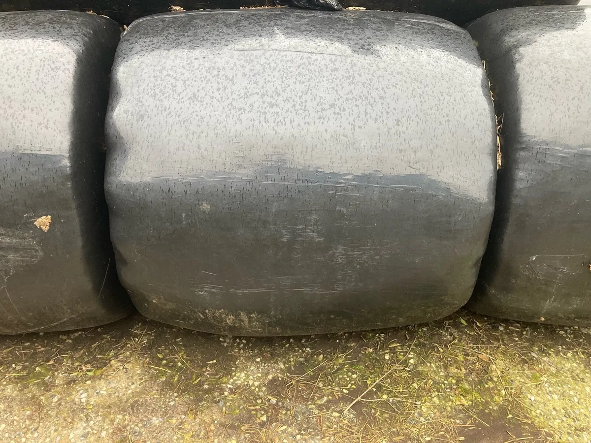 Bales of silage - Image 2