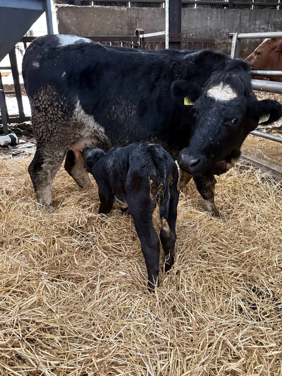 5 star Belgian blue heifer + calf - Image 1