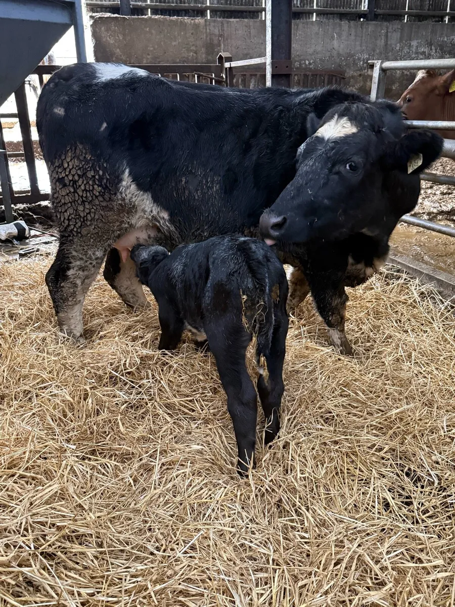 5 star Belgian blue heifer + calf - Image 2