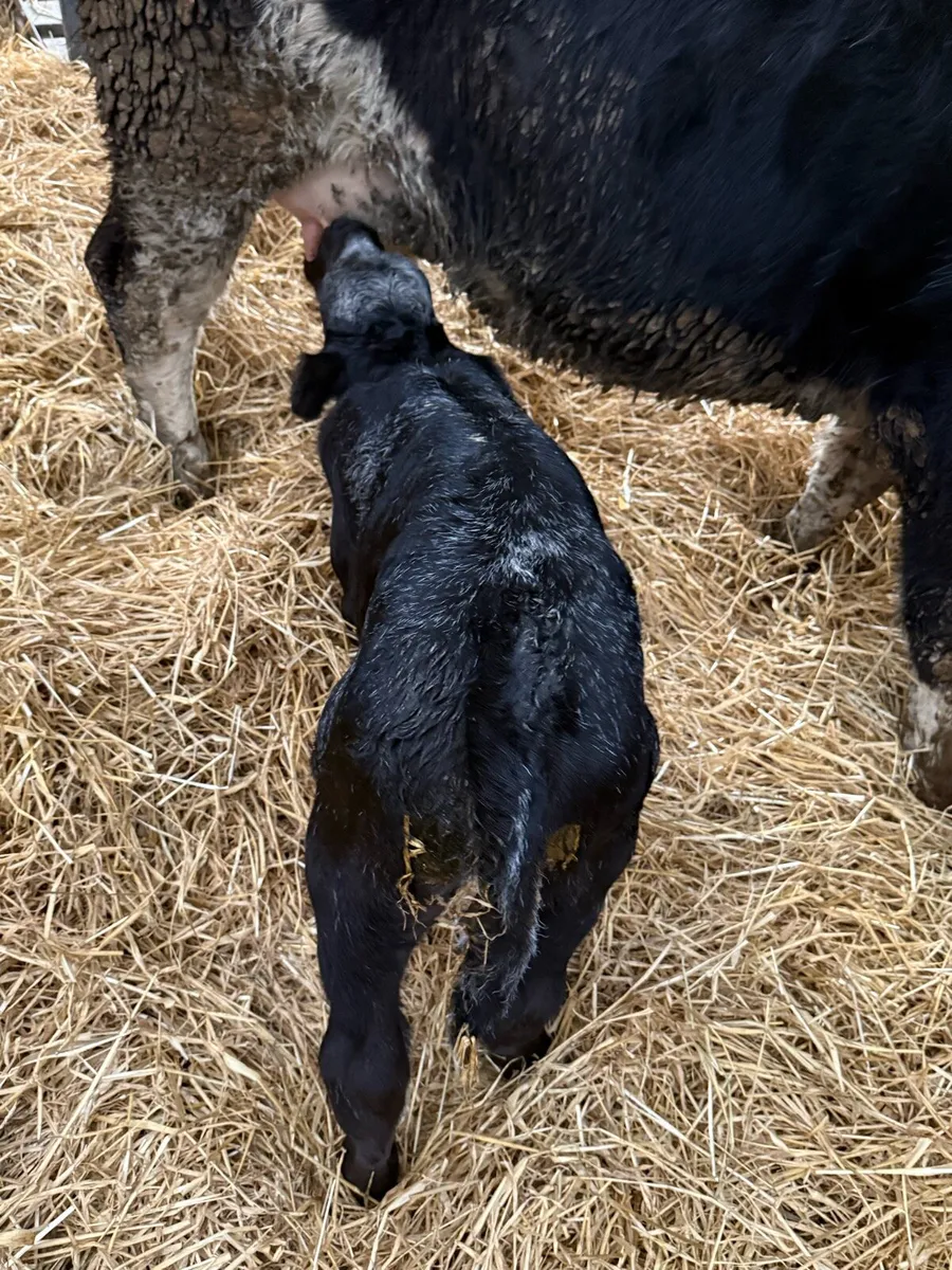 5 star Belgian blue heifer + calf - Image 3