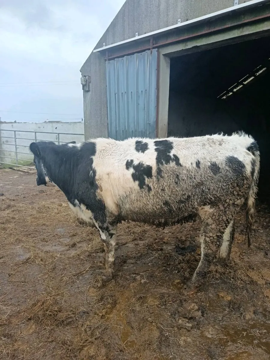 6 in-calf heifers - Image 3