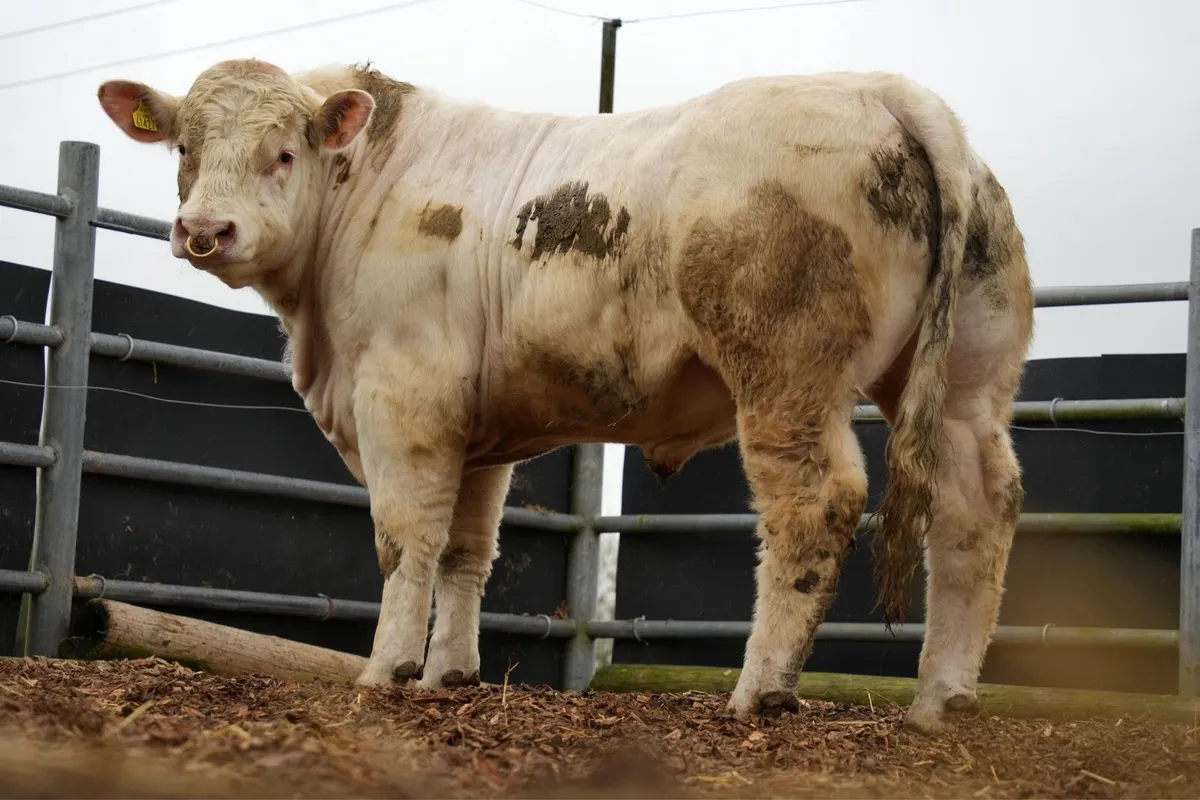 Charolais bulls - Image 1