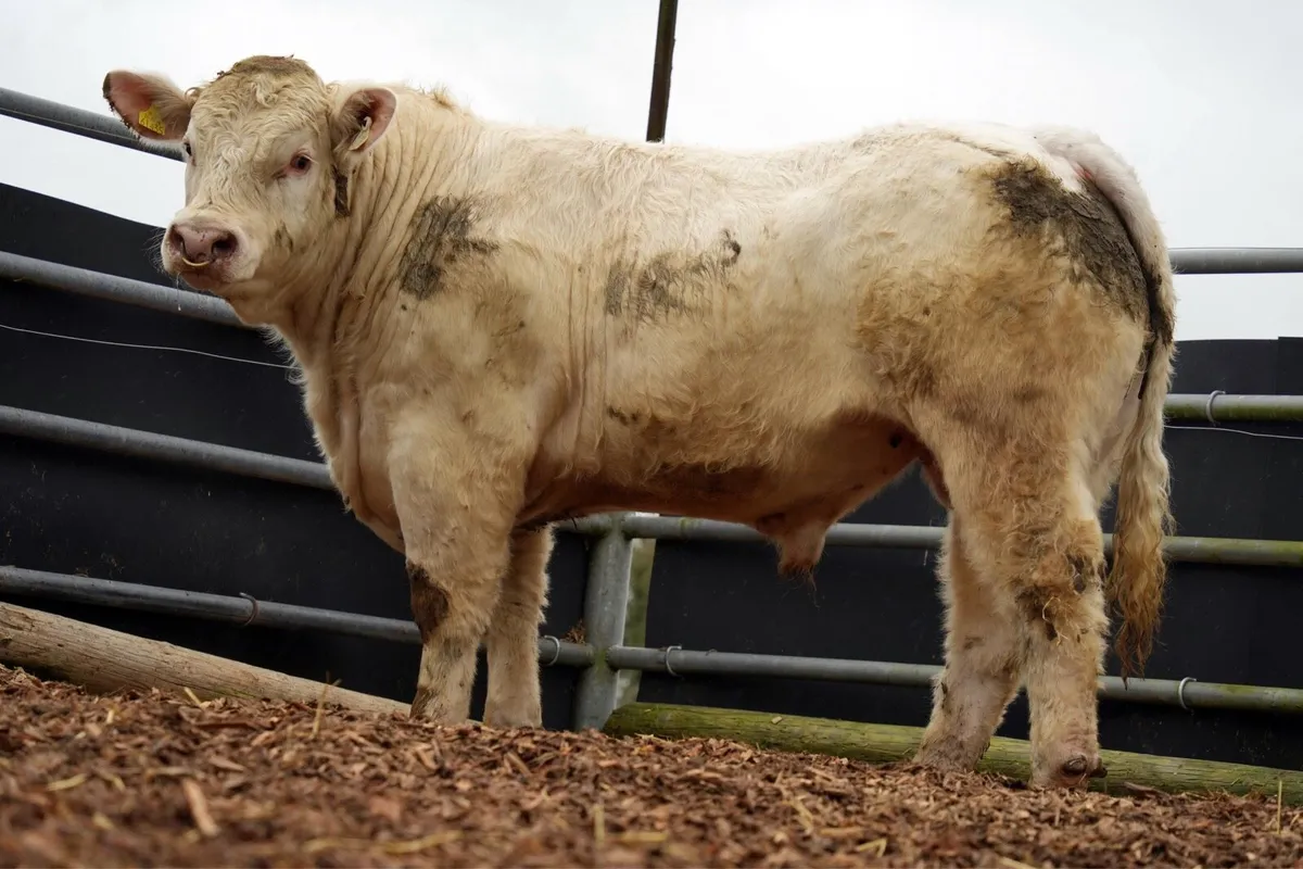 Charolais bulls - Image 2