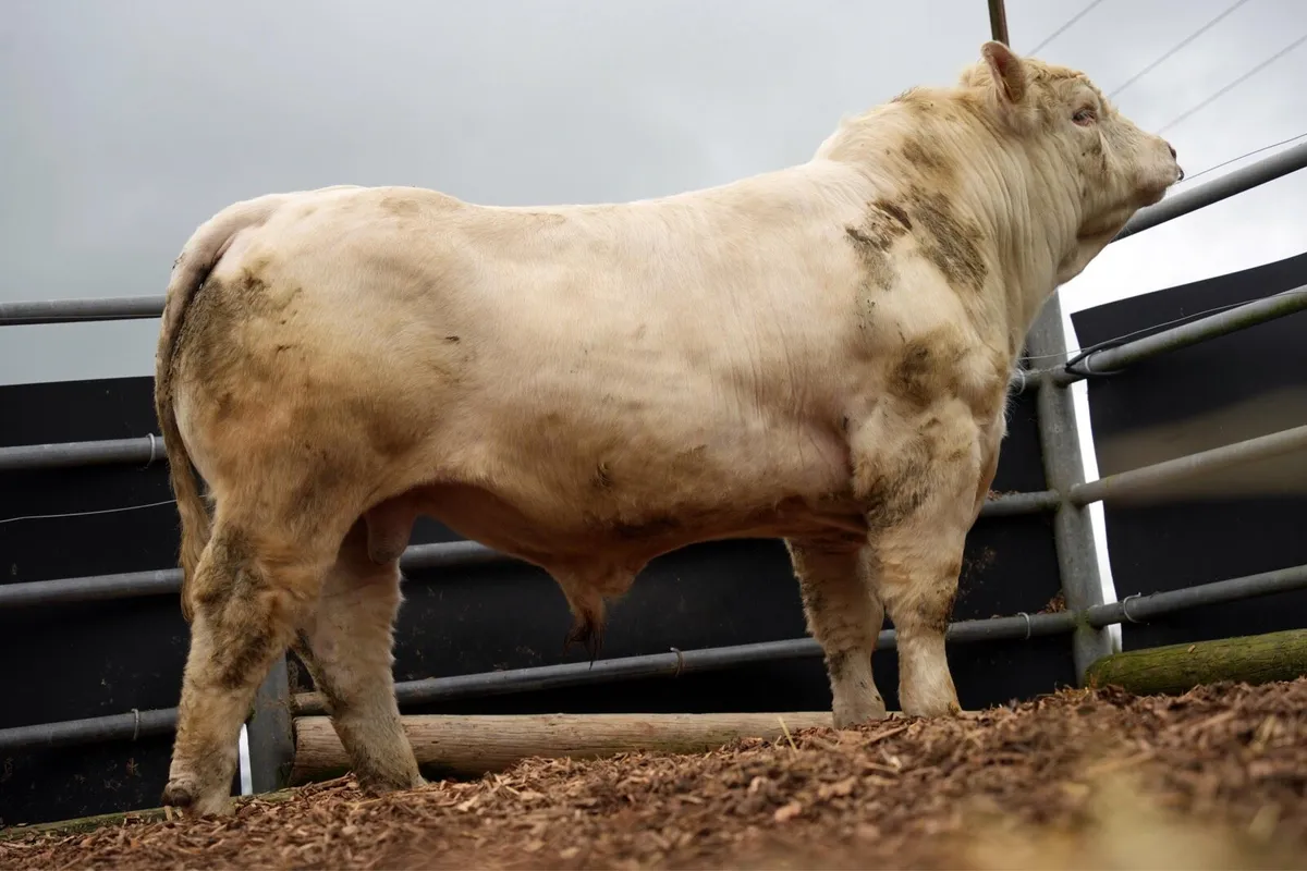 Charolais bulls - Image 3