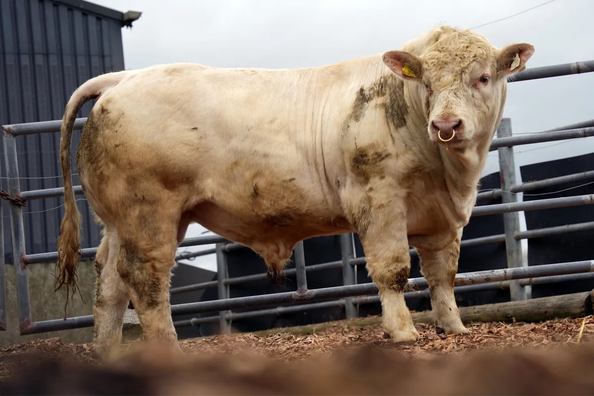 Charolais bulls - Image 4