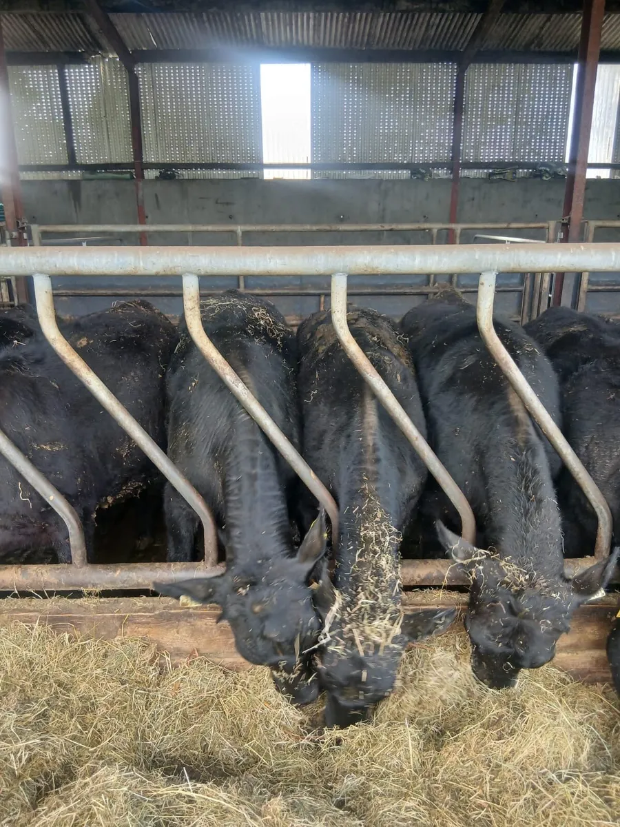Angus Weanling Heifers - Image 1