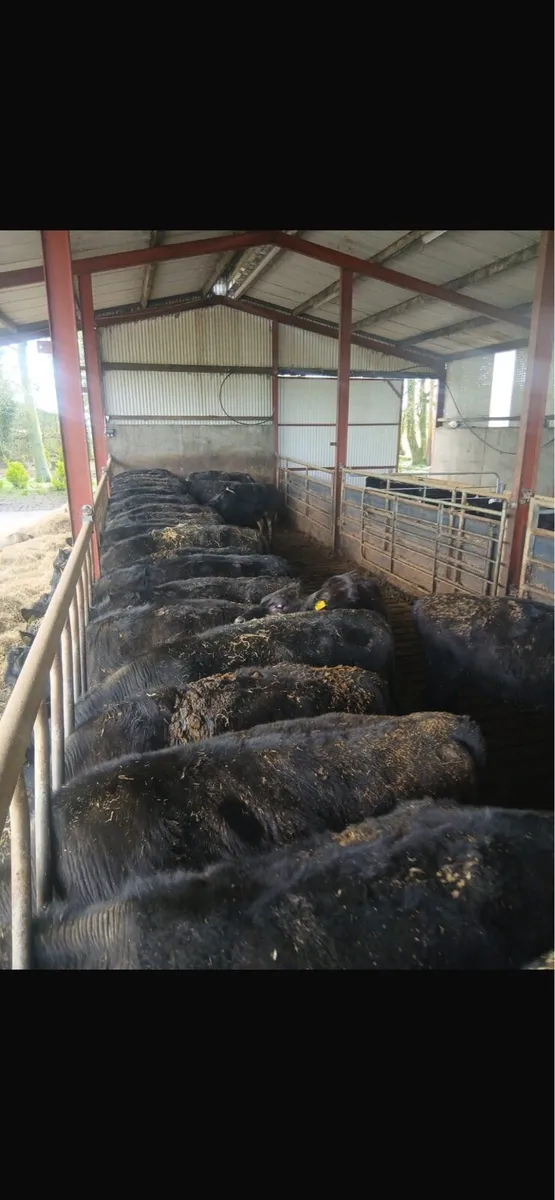 Angus Weanling Heifers - Image 2