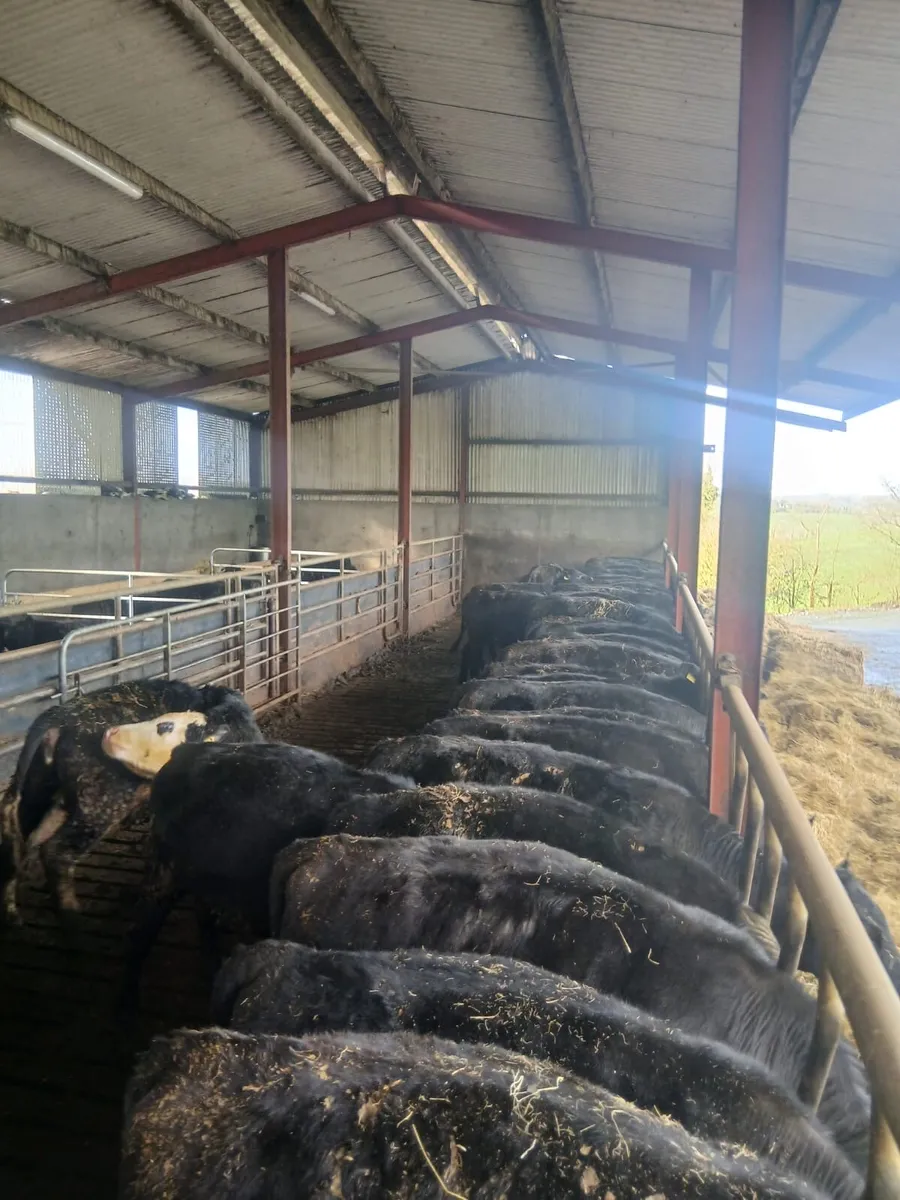 Angus Weanling Heifers - Image 3