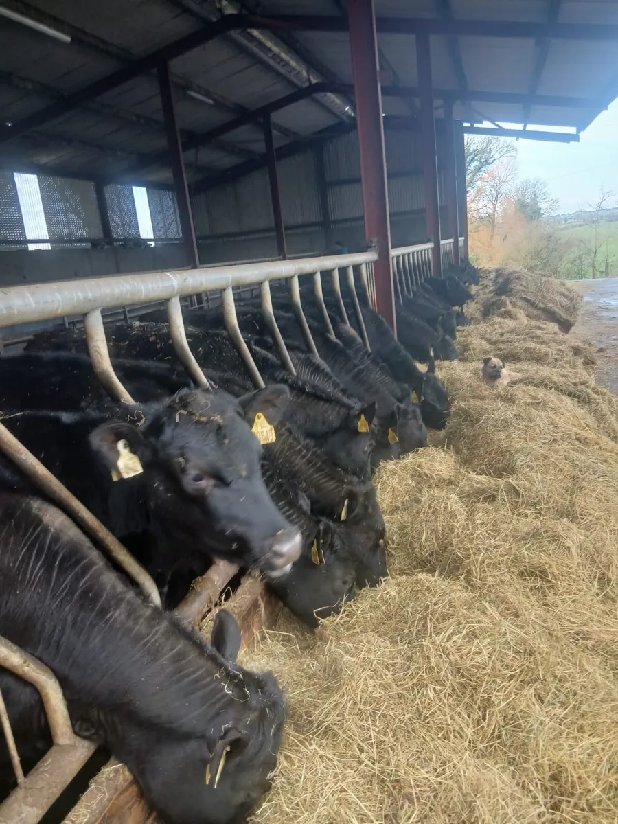 Angus Weanling Heifers - Image 4