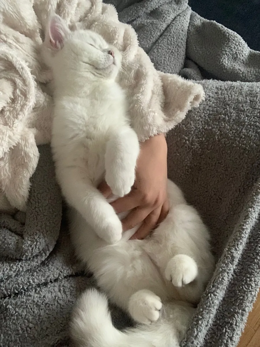 BSH kitten Blue eyes, white coat - Image 2