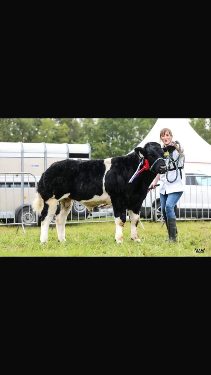 PBR Belgian Blue Bull for Sale - Image 1