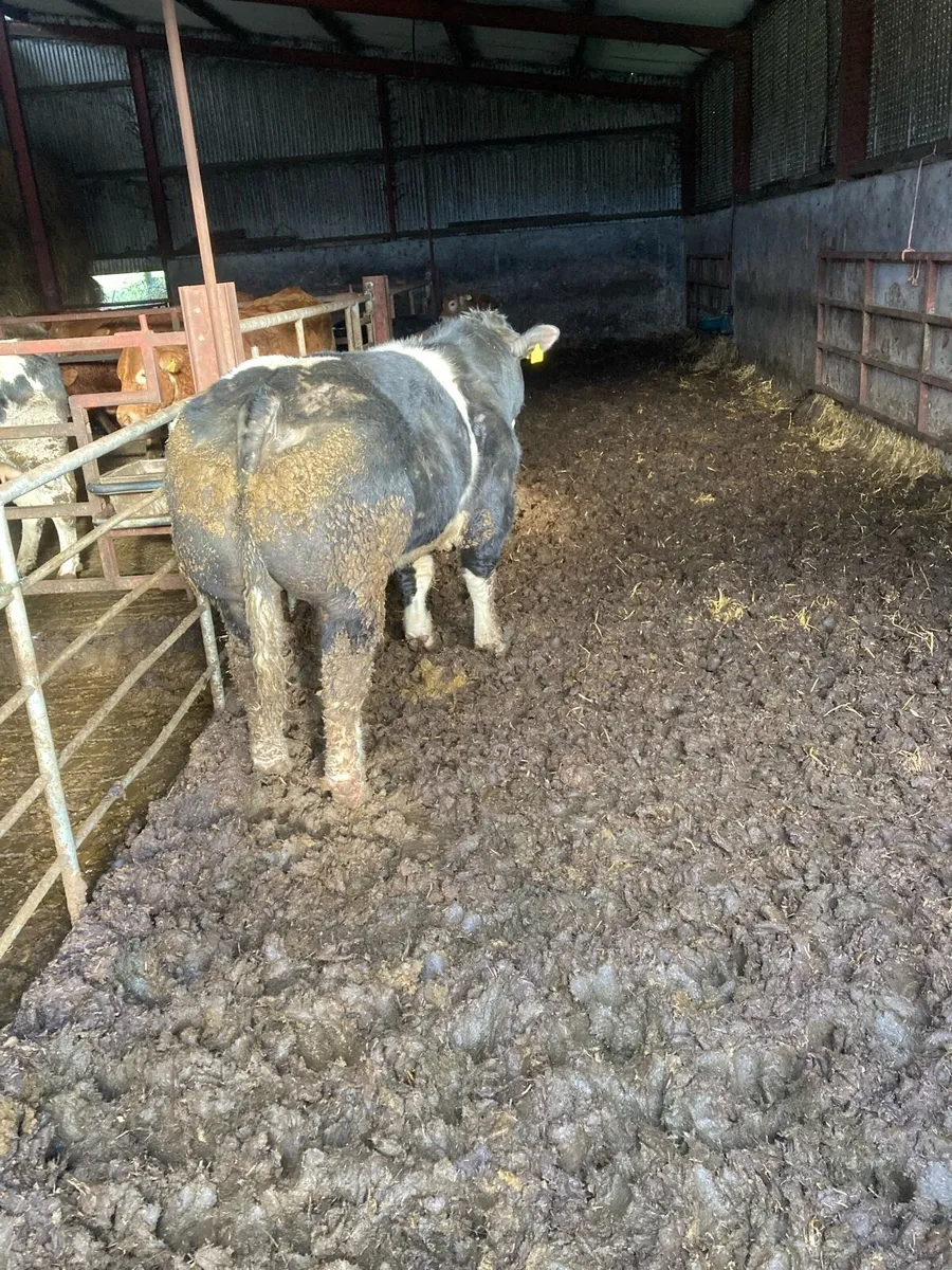 PBR Belgian Blue Bull for Sale - Image 3