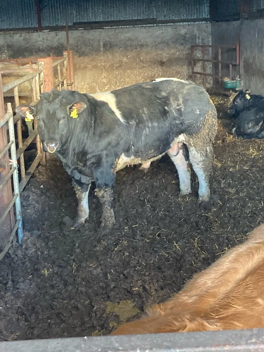 PBR Belgian Blue Bull for Sale - Image 2