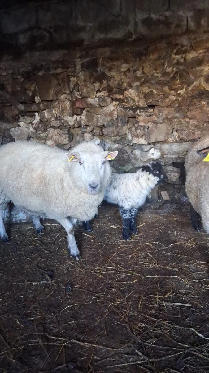 SHEEP AND LAMBS - Image 1