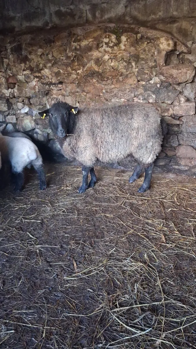 SHEEP AND LAMBS - Image 4