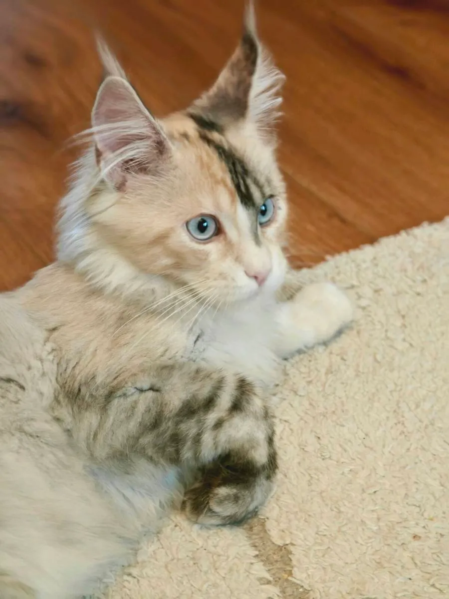 Maine Coon kitten - Image 1