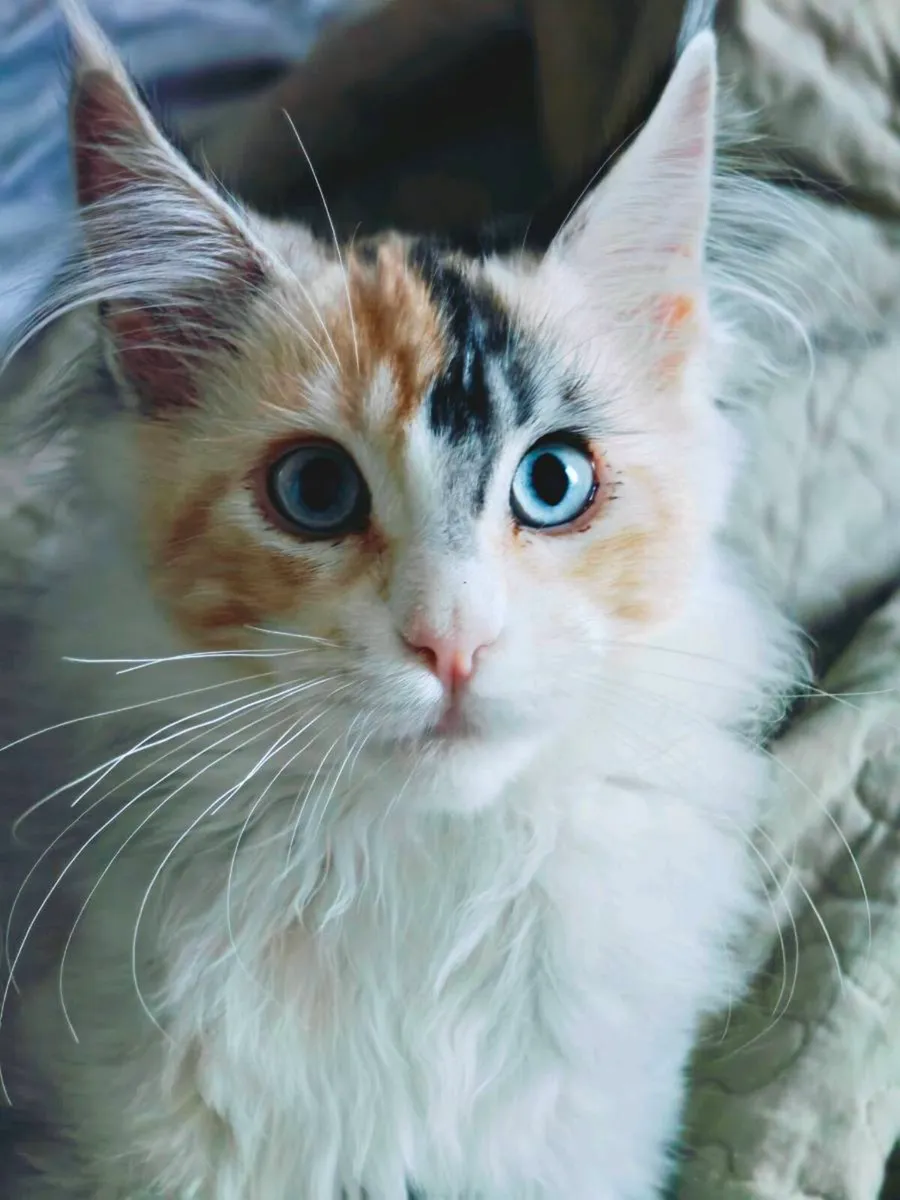 Maine Coon kitten - Image 2