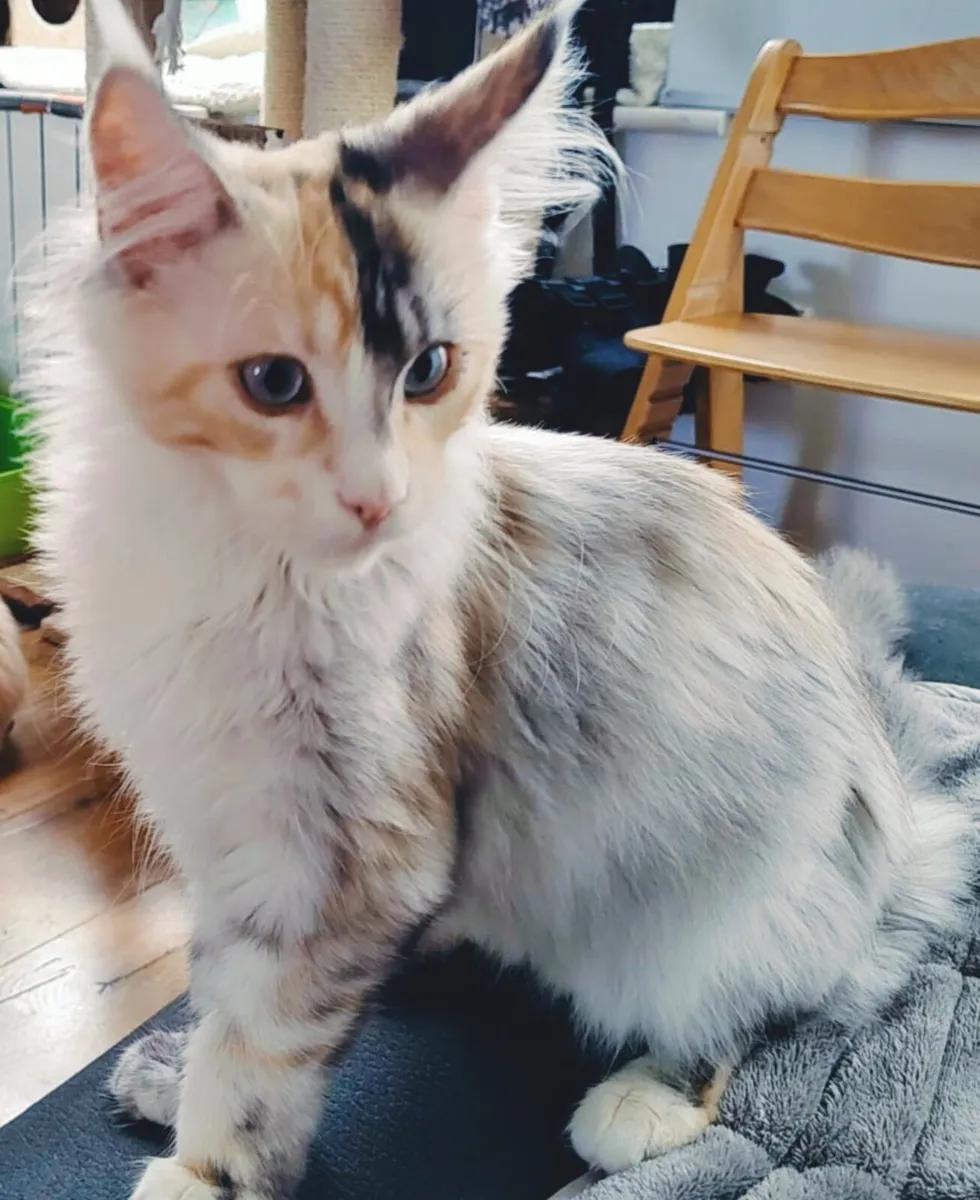 Maine Coon kitten - Image 3