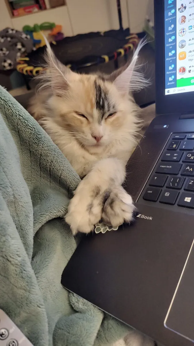 Maine Coon kitten - Image 4