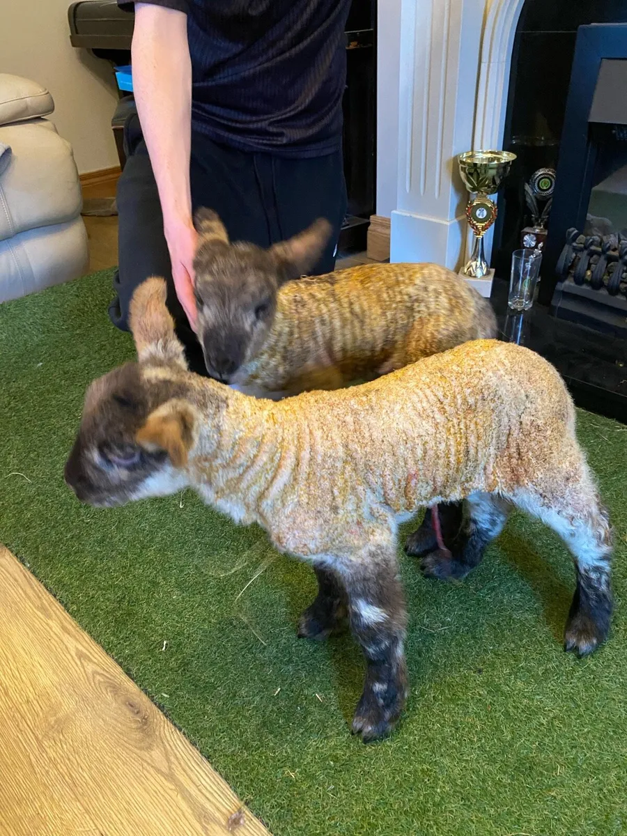 TWO SUFTEX PET FOSTER LAMBS - Image 1