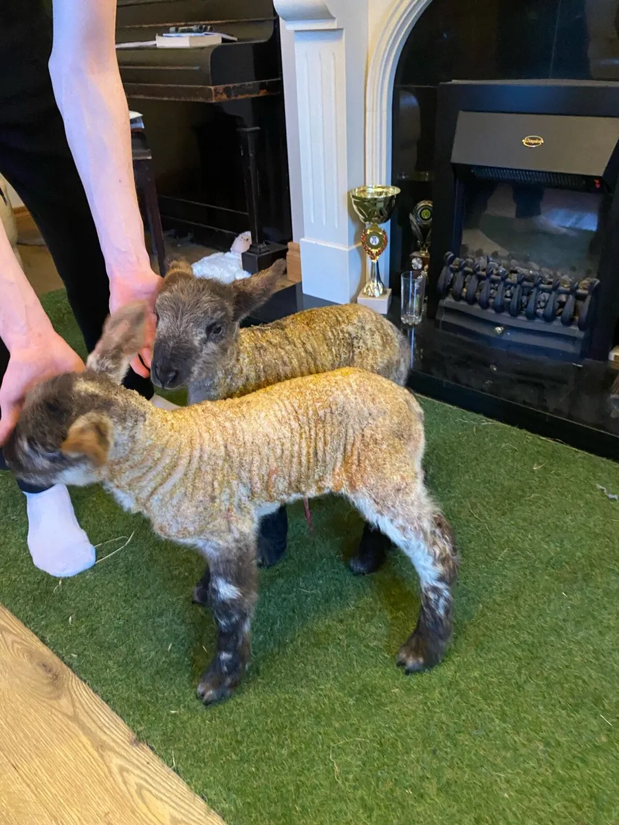 TWO SUFTEX PET FOSTER LAMBS - Image 3