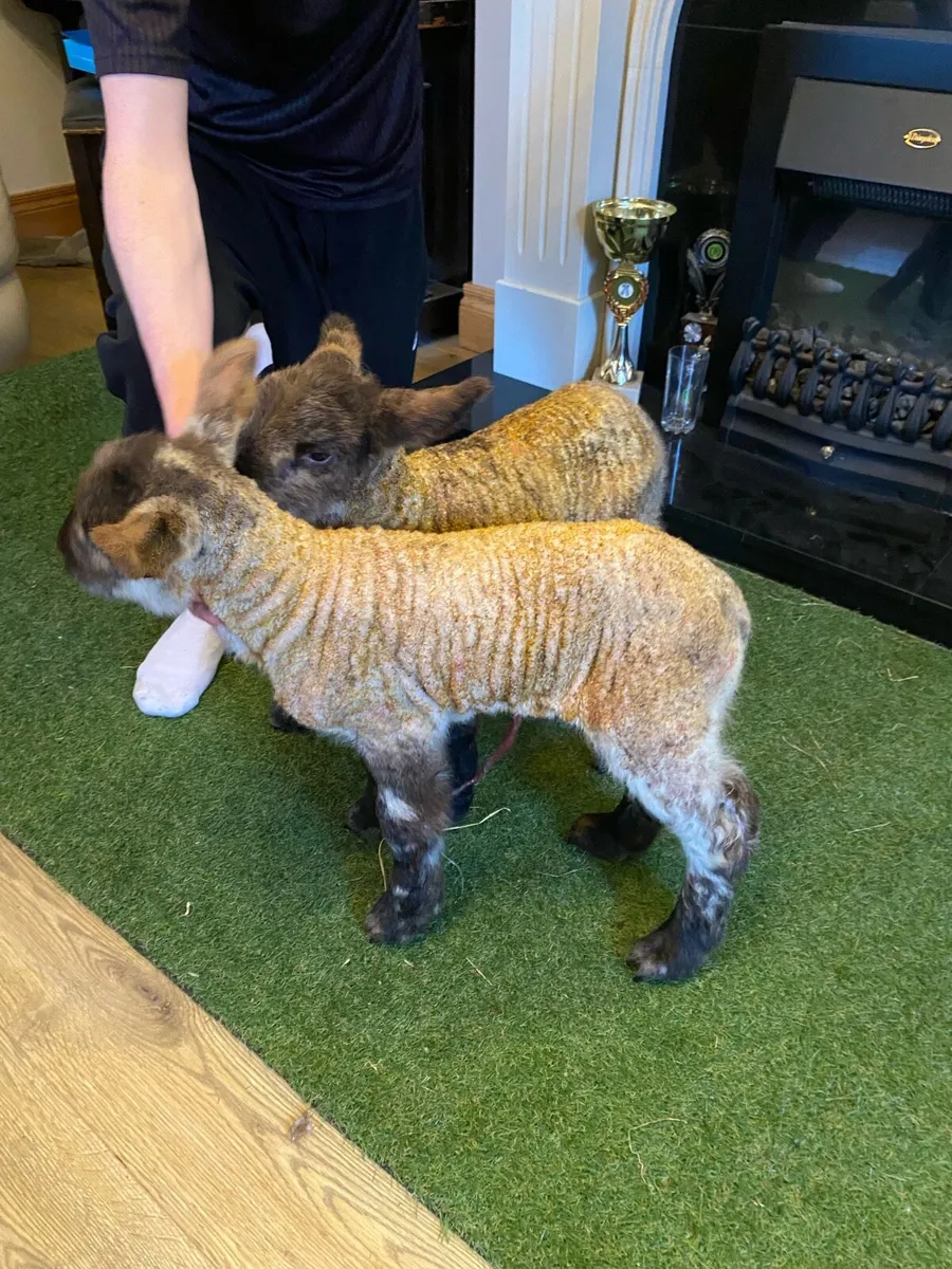 TWO SUFTEX PET FOSTER LAMBS - Image 4