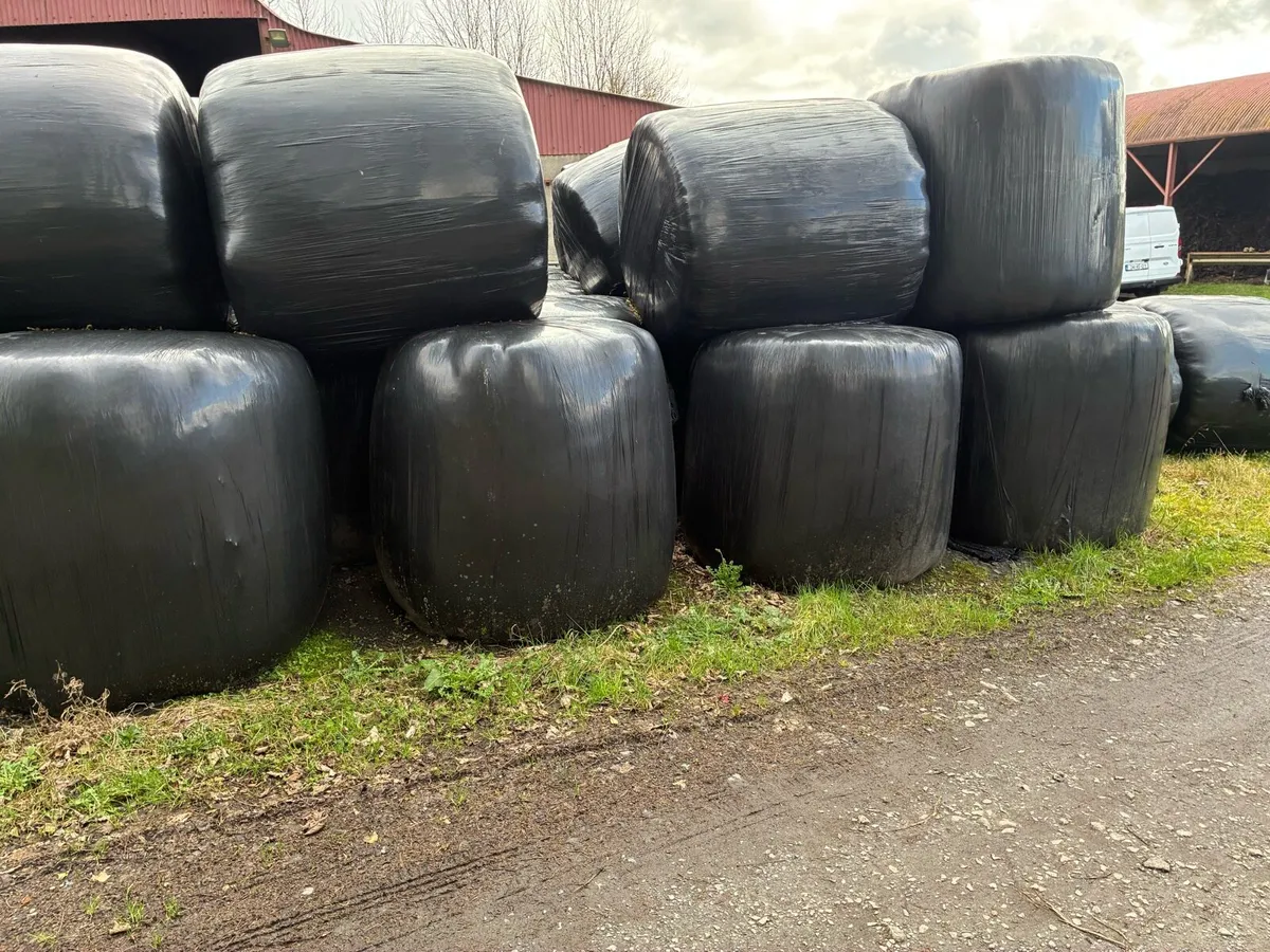 Silage - Image 2