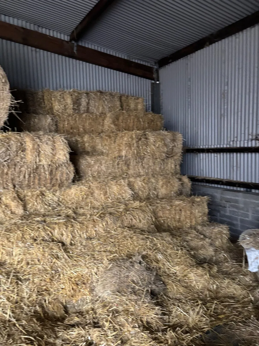 Straw square bales - Image 1