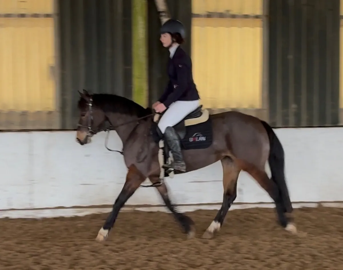 138 TOP TRACK PONY IN THE MAKING - Image 2