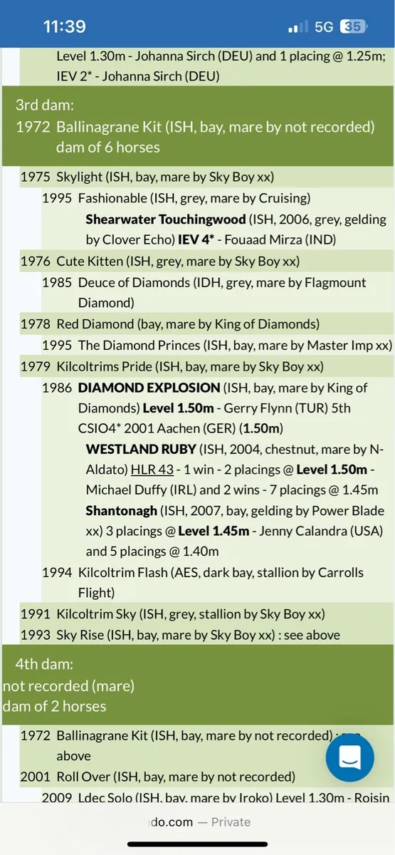 5 year old traditional irish mare - Image 4