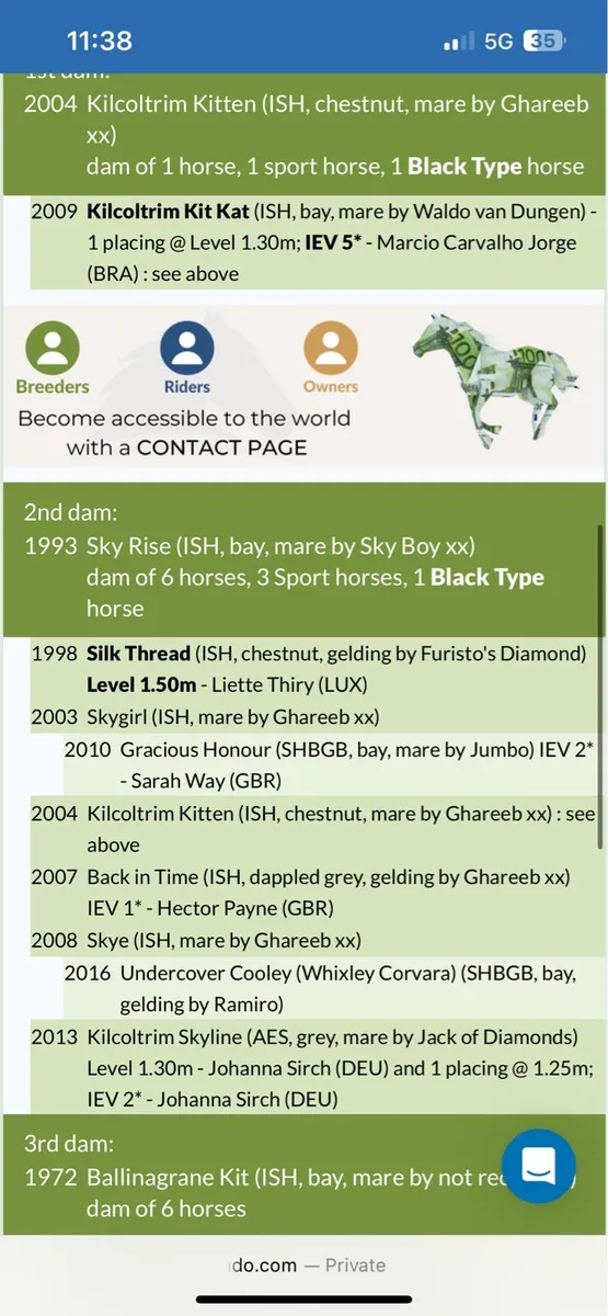 5 year old traditional irish mare - Image 3