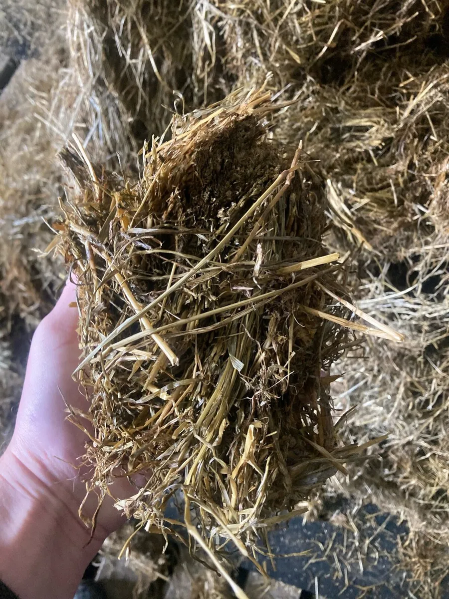 Round bales - Image 3