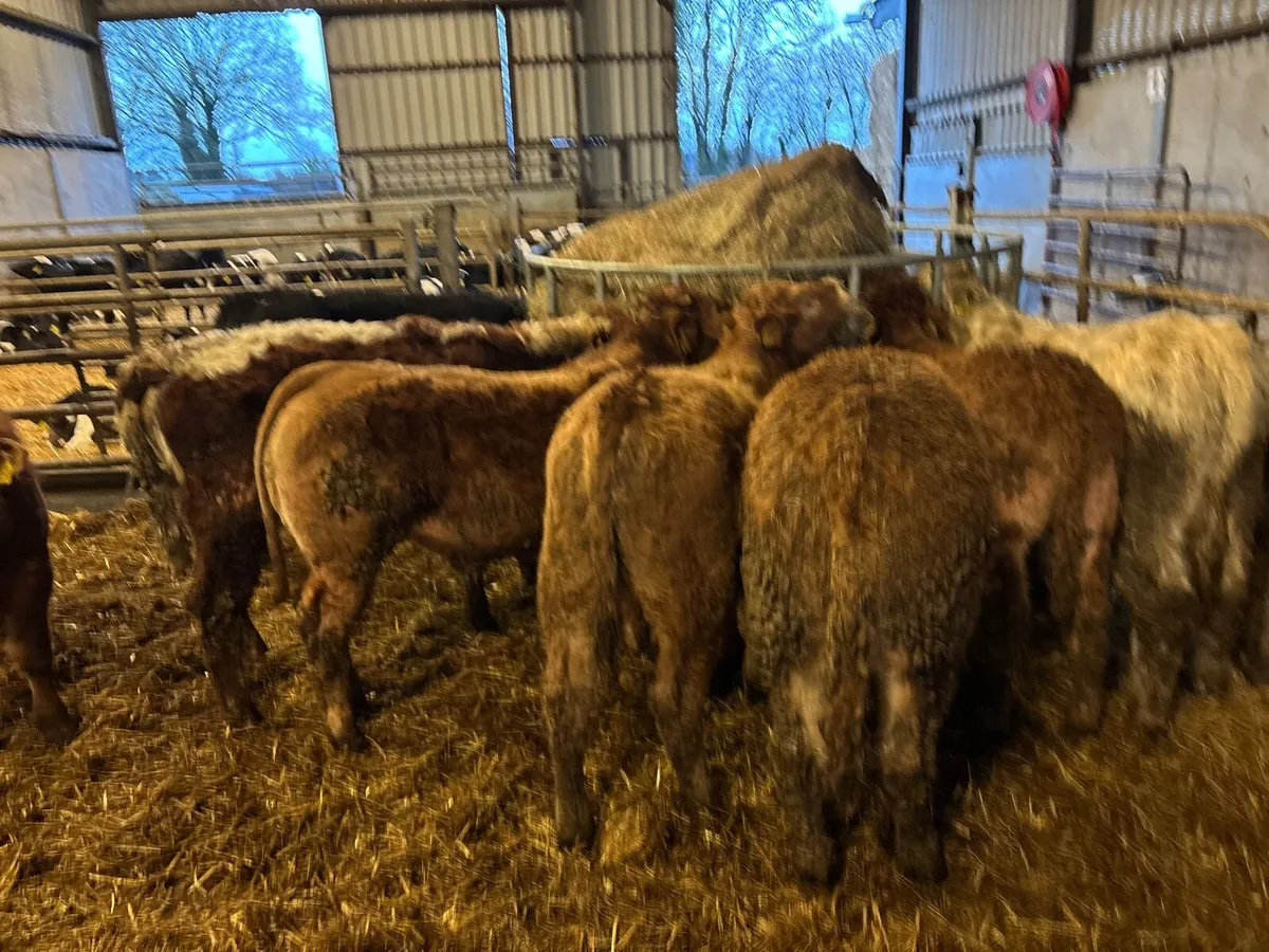 9 super suckler bred continental bulls - Image 1