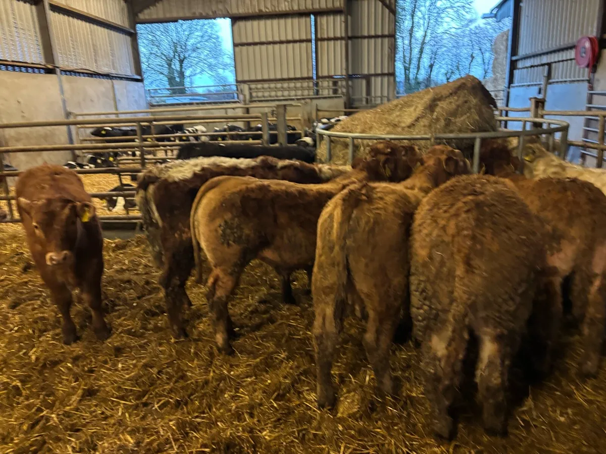 9 super suckler bred continental bulls - Image 2