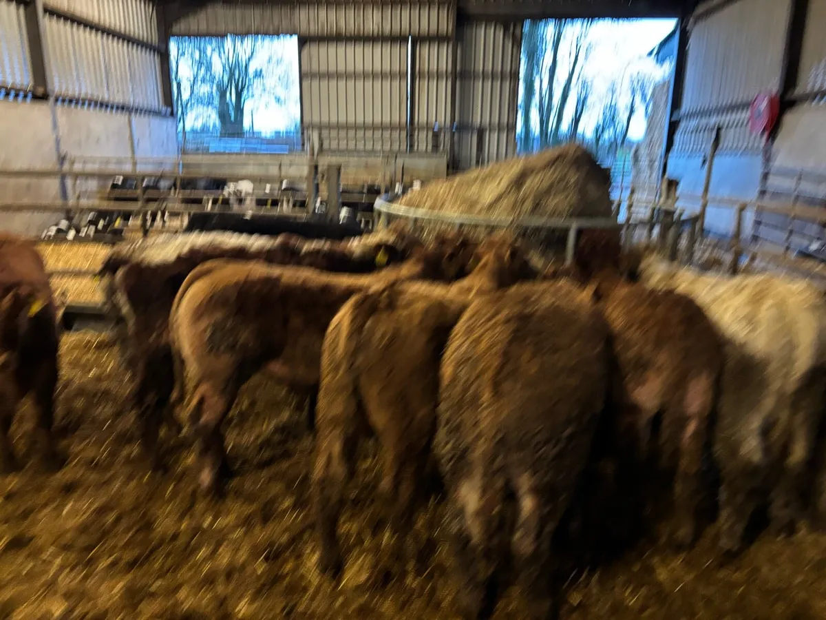 9 super suckler bred continental bulls - Image 3