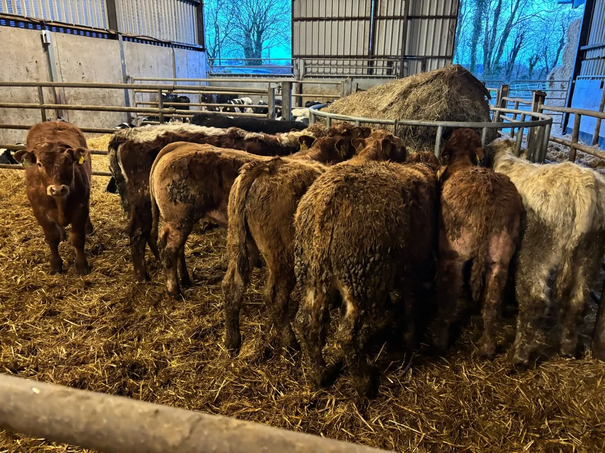 9 super suckler bred continental bulls - Image 4