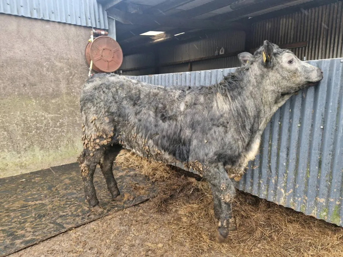 Breeding heifer - Image 1