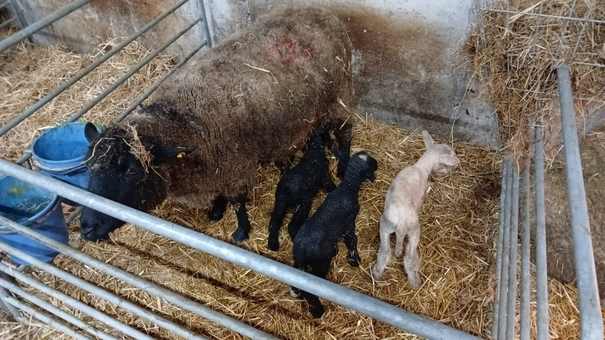 Foster lambs - Image 2