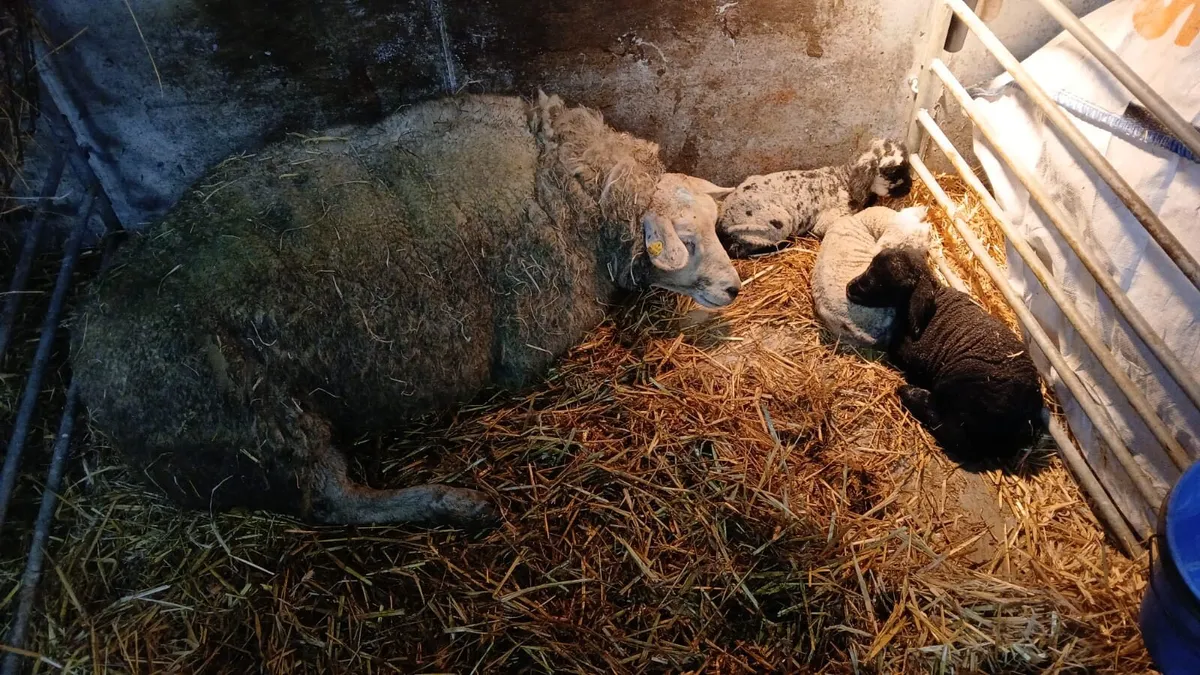 Foster lambs - Image 3