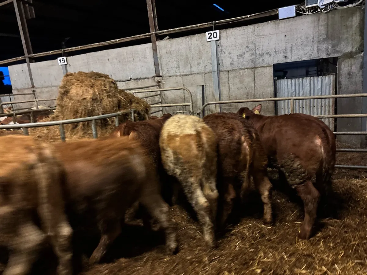 8 super suckler bred continental heifers - Image 1