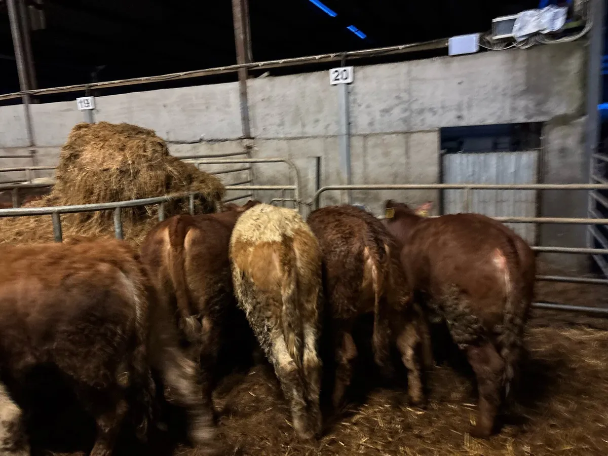 8 super suckler bred continental heifers - Image 2