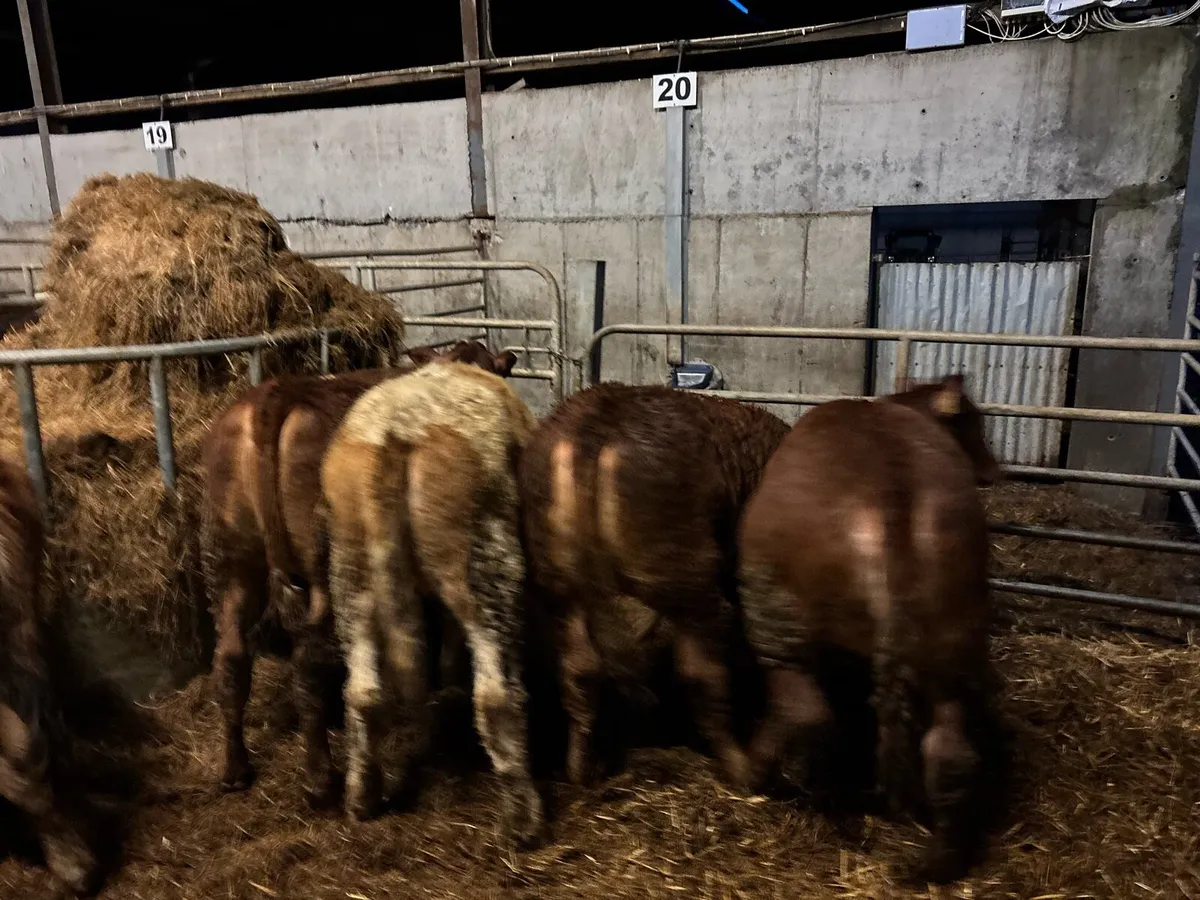 8 super suckler bred continental heifers - Image 3