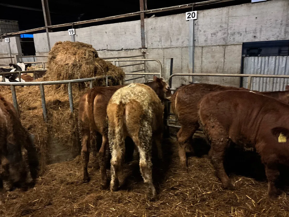 8 super suckler bred continental heifers - Image 4