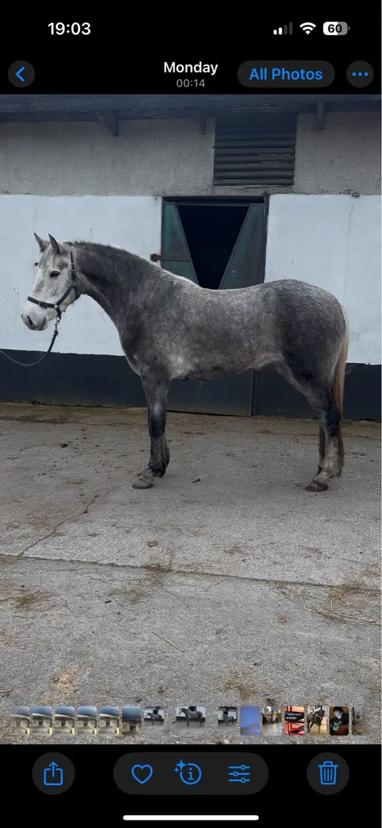 4 year old registered Connemara mare - Image 1