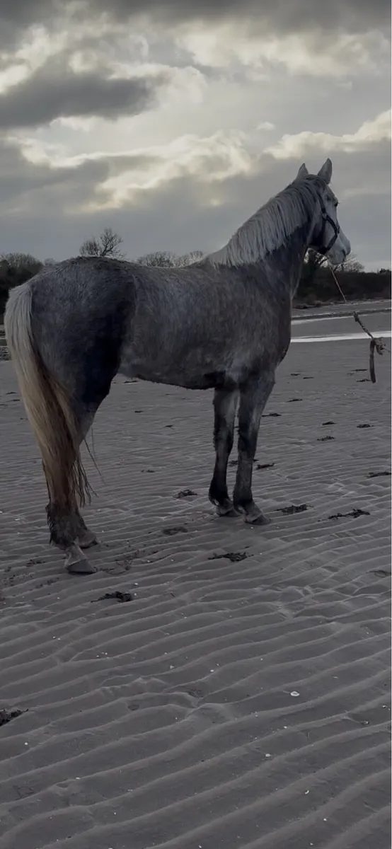 4 year old registered Connemara mare - Image 2